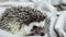 An adorable African white- bellied hedgehog standing on white background.