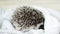 An adorable African white- bellied hedgehog standing on white background.