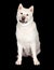 Adorable Akita Dog Sitting Over Black Background