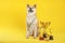 Adorable Akita Inu dog with champion trophies  medals on yellow background