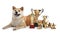 Adorable Akita Inu dog with champion trophies on white