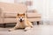 Adorable Akita Inu dog on floor in living