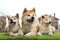 Adorable Akita Inu dog and puppies on artificial grass