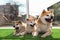 Adorable Akita Inu dog and puppies on artificial grass