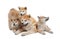 Adorable Akita Inu dog and puppies on white