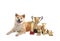 Adorable Akita Inu dog with  trophies on white background
