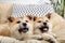 Adorable Akita Inu puppies in armchair