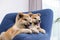 Adorable Akita Inu puppies in armchair