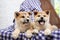 Adorable Akita Inu puppies in armchair