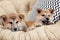 Adorable Akita Inu puppies in armchair