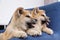 Adorable Akita Inu puppies in armchair at home