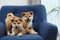 Adorable Akita Inu puppies in armchair at home, space for