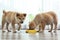 Adorable Akita Inu puppies eating food from bowl