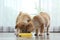 Adorable Akita Inu puppies eating food from bowl