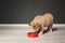 Adorable Akita Inu puppy eating food from bowl near black wall