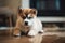 Adorable akita inu puppy near puddle on carpet at home, created with Generative AI technology