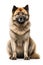 Adorable Akita - a Purebred Canine Looking at Camera on White Background