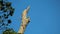 Adorable Alexandrine Parakeet Couple Relaxing around their Nest on the Resin Tree