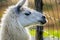 Adorable Alpaca Face Close-up with Gentle Gaze