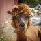 Adorable alpaca in north Idaho.