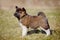 Adorable american akita puppy