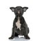 Adorable american bully looking up on white background