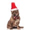 Adorable american bully santa wearing a red bowtie sitting