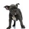Adorable american bully standing on white background