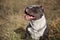 Adorable American Bully sunbathing and panting