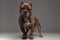 Adorable american bully wearing chain collar standing