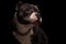 Adorable american bully wearing collar looks to side