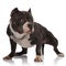 Adorable american bully wearing collar standing