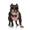 Adorable american bully wearing golden sunglasses and bowtie stands