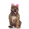 Adorable american bully wearing pink earmuffs and silver collar