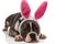 Adorable american bully wearing rabbit ears headband lying