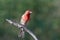 Adorable American rosefinch standing on a tree branch in closeup