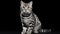 Adorable American Shorthair Cat on White Background AI Generated