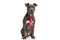 Adorable amstaff dog wearing pink polka dotted tie