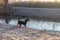 Adorable appenzeller mountain dog is standing on a lake in park