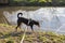 Adorable appenzeller mountain dog is standing on a lake in park