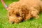 Adorable apricot coloured miniature poodle puppy seen laying on grass, sniffing the ground