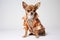 Adorable attire: chihuahua\\\'s fashionable studio portrait
