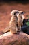 Adorable Australian meercat standing guard watching and being vigilant