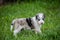 Adorable Australian Shepherd puppy playing in lush green grass.