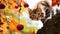 Adorable Autumn Kitten Climbing Chestnut Tree and Harvesting AI Generated