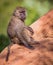 Adorable baboon sits on thick trunk in Kenya