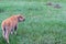 Adorable baby bison calf eats and grazes in the grass