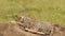 Adorable baby cheetah with newborn fur under protection from parent. Cute little wildcat imitating mother laying on rock