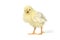 Adorable Baby Chick Chicken on White Background