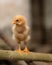 Adorable baby chicken perched atop a wooden pole